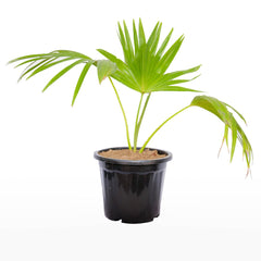 Livistona Chinensis / China Fan Palm