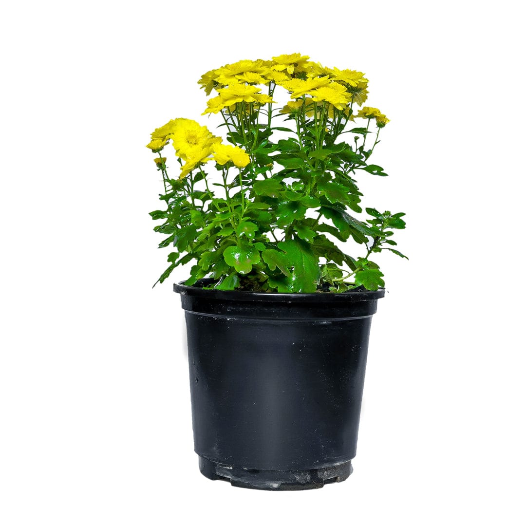 Chrysanthemum Plant: Elegance in every petal