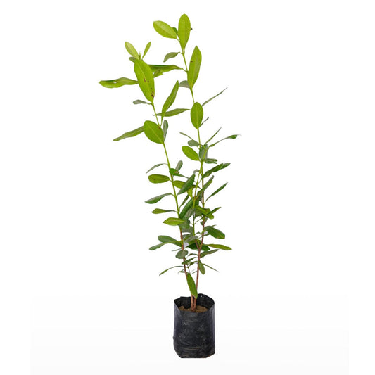 Laung / Clove Plant