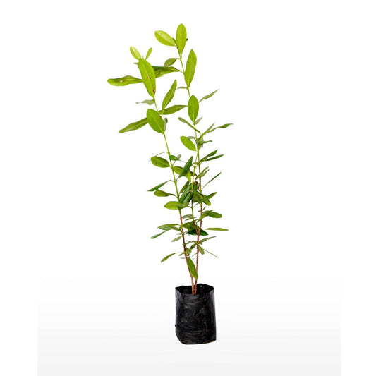 Laung / Clove Plant