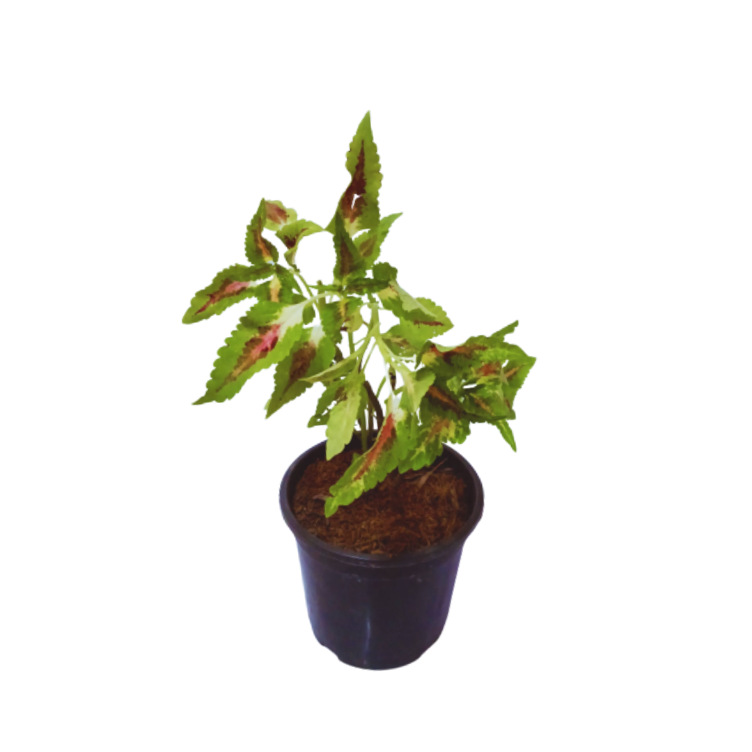 Buy Coleus Plant Online, Elevate your garden with premium Coleus plants, Effortless online purchase for colorful and unique foliage