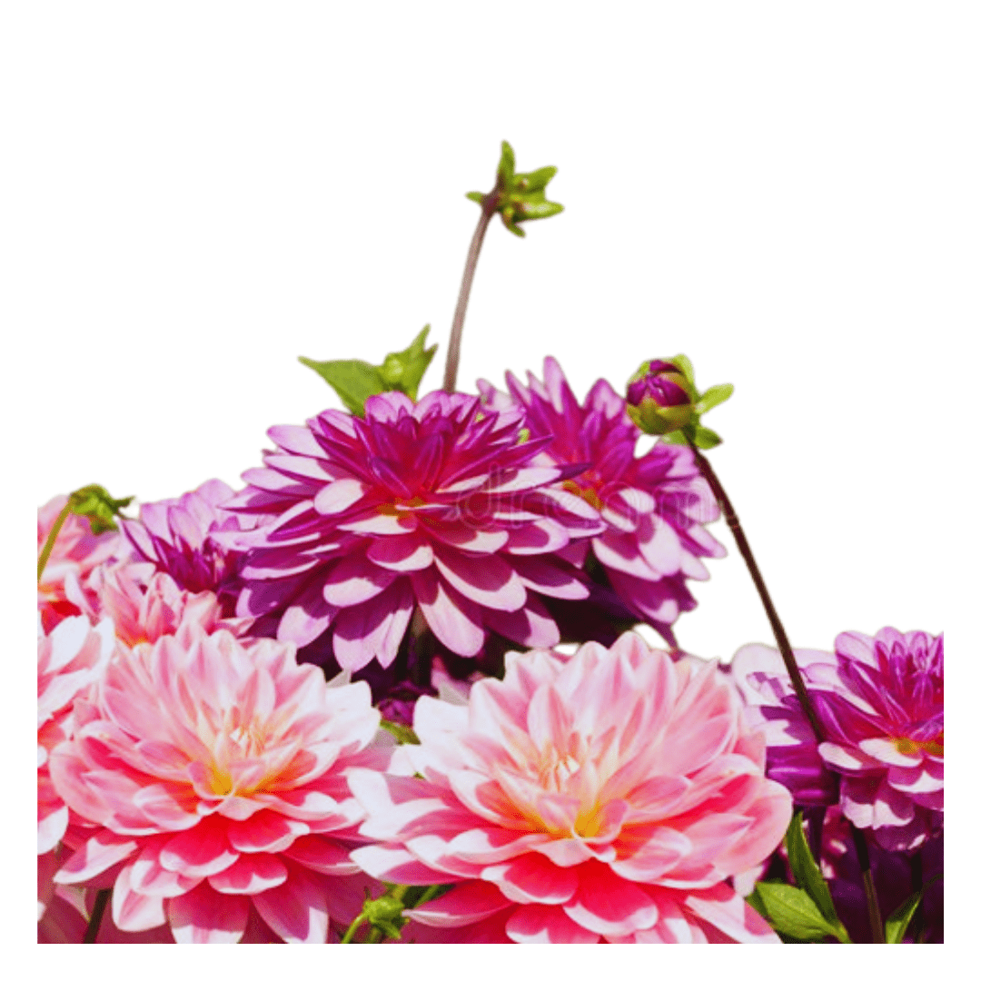 Dahlia Flower / Pompon Dahlias