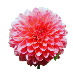 Online Shopping for Dahlia Flowers: Blossom at Your Doorstep, Buy Dahlia Plants: Bring Garden Elegance Home, Dahlia Flowers for Sale: Vibrant Blooms Await