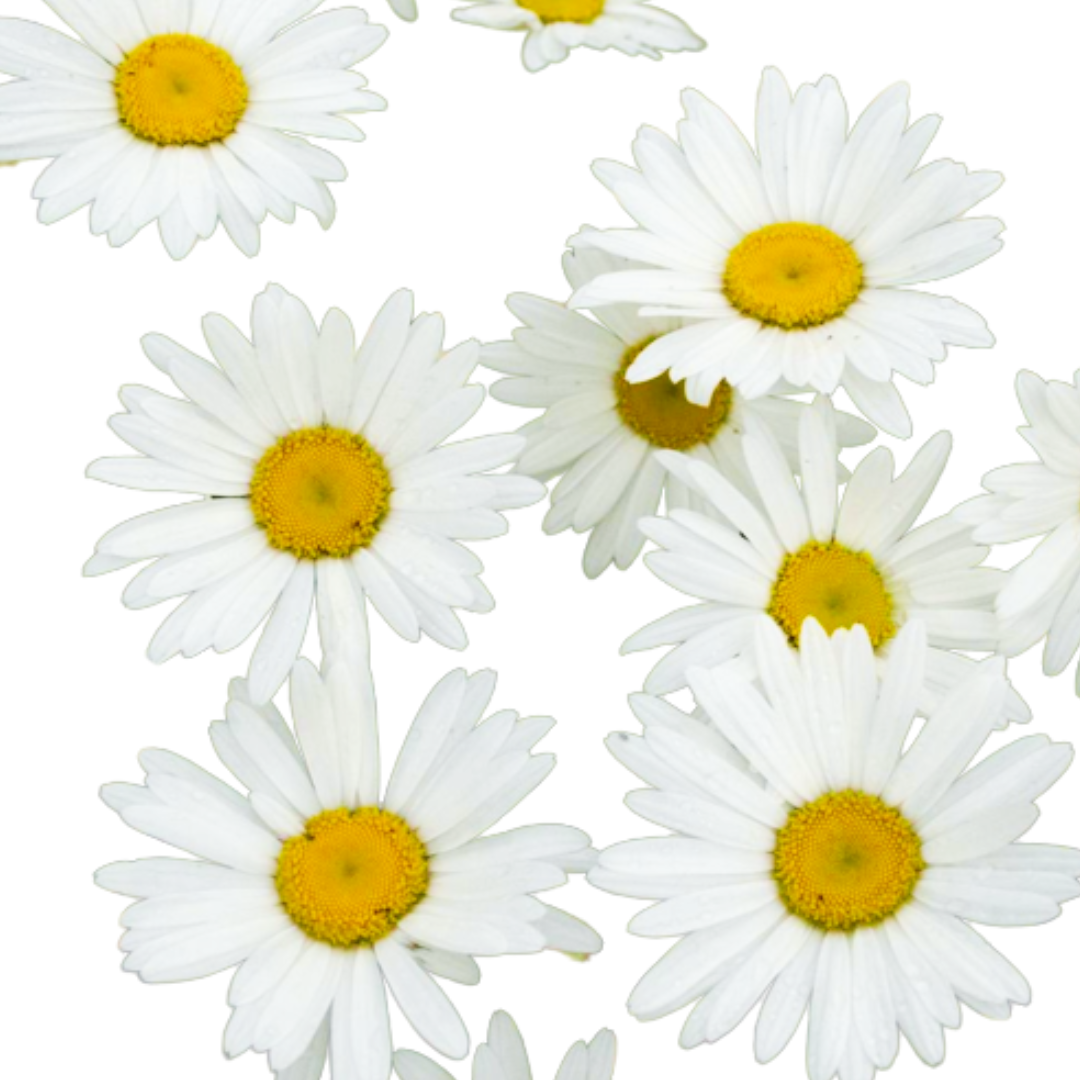 daisy flower plant online, shop for fresh flower plant online, bellis perensis online plants, best live daisy flower plant on sale