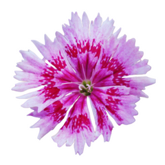 Shop Now for Dianthus Plants - Enhance Your Landscape with Vibrant Blossoms