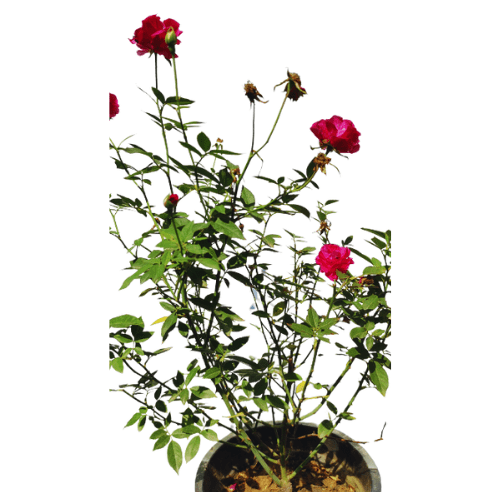 Rosa Centifolia Desi Rose
