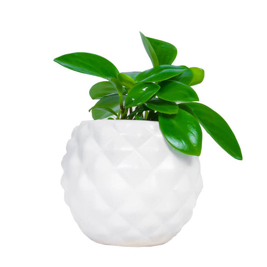 Online Purchase: Diamond-Shaped Ceramic Planters - Elevate Your Decor with Modern Elegance
