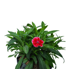 Buy Dianthus Plant Online - Colorful and Fragrant Flowers Delivered to Your Door
