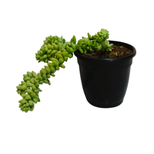 Online Shopping: Donkey Tail Sedum Plant - Unique Trailing Succulent for Your Collection, Buy Donkey Tail Sedum Plant Online - Drought-Tolerant Beauty for Your Indoor Garden, Shop Now: Donkey Tail Sedum - Order a Gorgeous Hanging Succulent for Your Home