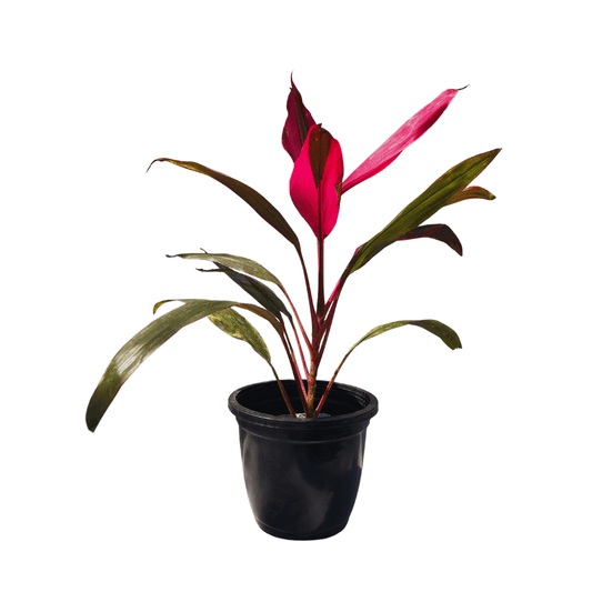 shop for best dracaena mahatma red plant online