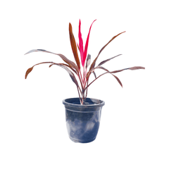 Dracaena Roshina Plant Online at ManBhawan Nursery