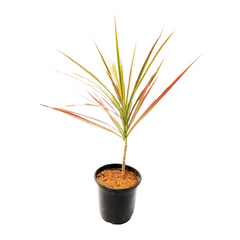 Online Shopping: Dracaena Plant - Easy-Care and Stylish Indoor Greenery, Buy Dracaena Plant Online - Elevate Your Space with Graceful Foliage, Shop Now: Dracaena - Modern and Air-Purifying Plant for Your Home