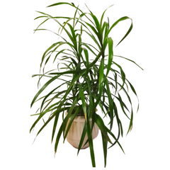 Online Shopping: Dracaena Draco Dragon Plant - Majestic and Unique Foliage for Your Collection, Buy Dracaena Draco Dragon Plant Online - Add a Mythical Touch to Your Indoor Greenery, Shop Now: Dracaena Draco - Striking Dragon Plant for Dramatic Home Decor