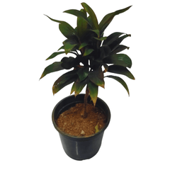 Tropical Dracaena Green Dwarf Plant in a home setting, Dense and bushy Dracaena variety with glossy green leaves, Small Dracaena variety with attractive foliage