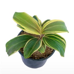 Dracaena Green Multicolor Plant