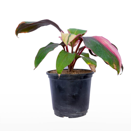 Dracaena Red Multicolor Plant
