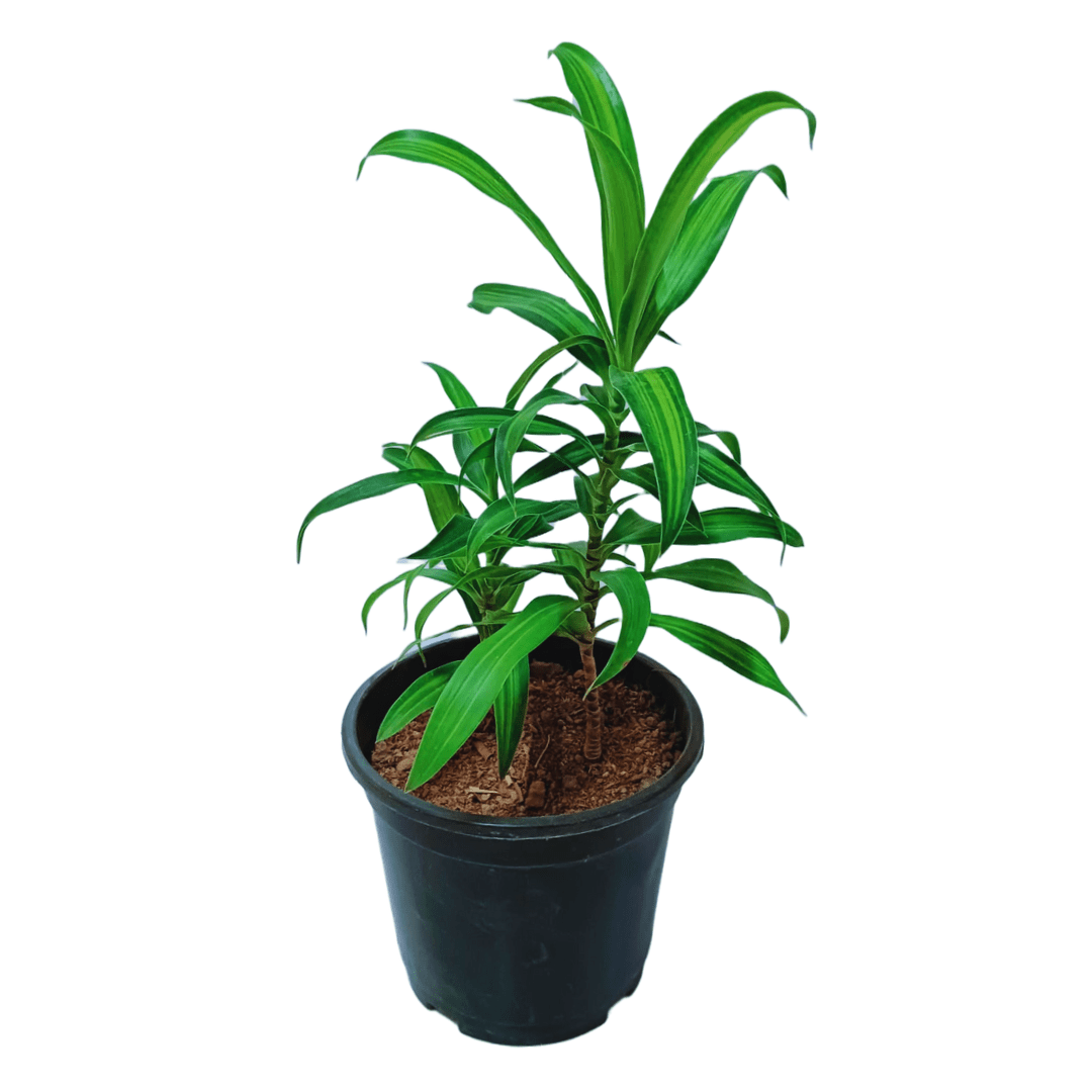 Dracaena Massangeana Messenger Plant: A stunning indoor tropical beauty, Close-up of variegated Dracaena Massangeana leaves with yellow stripes, Indoor decor with the elegant Dracaena Massangeana Messenger plant