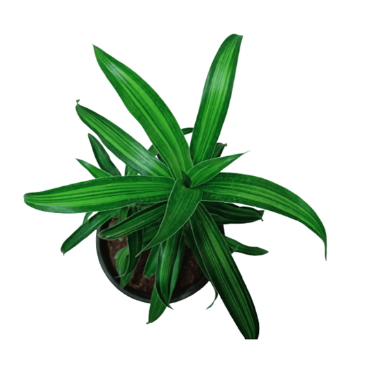 Tropical foliage: Dracaena Massangeana with vibrant green and yellow hues, Massangeana Messenger Plant showcasing its distinctive striped leaves, Lush and tall Dracaena Massangeana, a perfect statement piece for interiors, Indoor gardening delight: Dracaena Massangeana with its unique leaf pattern