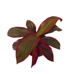 Explore our online store for the perfect Dracaena Red Dwarf plant, Conveniently shop for a Dracaena Red Dwarf plant online for immediate delivery, Online gardening made easy: Buy a striking Dracaena Red Dwarf plant