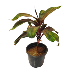 Online shopping: Buy Dracaena Multicolor plant for vibrant home decor, Purchase Dracaena Multicolor plant online for a touch of tropical elegance, Order a stunning Dracaena Multicolor plant online for your indoor space
