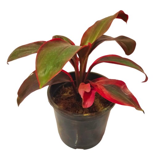 Online plant shopping: Purchase Dracaena Red Dwarf for compact elegance, Buy Dracaena Red Dwarf plant online for a splash of vibrant red in your space, Order a stylish Dracaena Red Dwarf plant online to enhance your decor, Add a touch of red to your home with a purchased Dracaena Red Dwarf plant