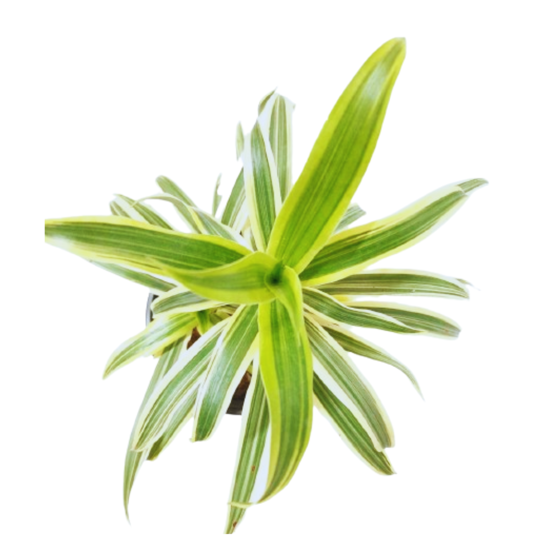 Add elegance to your space with a purchased Dracaena Reflexa Song of India plant, Explore our online store for the perfect Dracaena Reflexa Song of India specimen, Conveniently shop for a Dracaena Reflexa Song of India plant online with quick delivery, Online gardening made easy: Buy a captivating Dracaena Reflexa Song of India plant