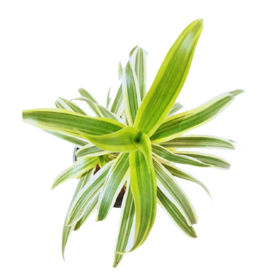 Add elegance to your space with a purchased Dracaena Reflexa Song of India plant, Explore our online store for the perfect Dracaena Reflexa Song of India specimen, Conveniently shop for a Dracaena Reflexa Song of India plant online with quick delivery, Online gardening made easy: Buy a captivating Dracaena Reflexa Song of India plant