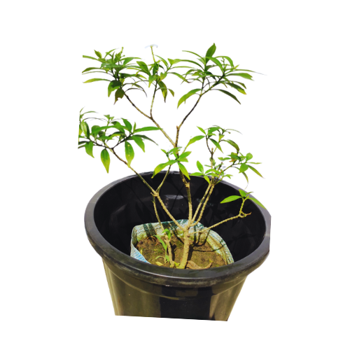 Add a touch of sophistication with a purchased Drop Chandani plant for your home, Explore our online store for the perfect Drop Chandani specimen, Conveniently shop for a Drop Chandani plant online with quick and secure delivery, Online gardening made easy: Buy a stunning Drop Chandani plant for a serene ambiance