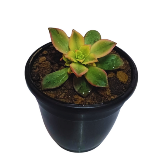 Online shopping: Purchase Echeveria Aeonium Succulent for stunning desert vibes, Buy unique Echeveria Aeonium Succulent plant online for your succulent collection, Order a beautiful Echeveria Aeonium Succulent online to enhance your indoor garden