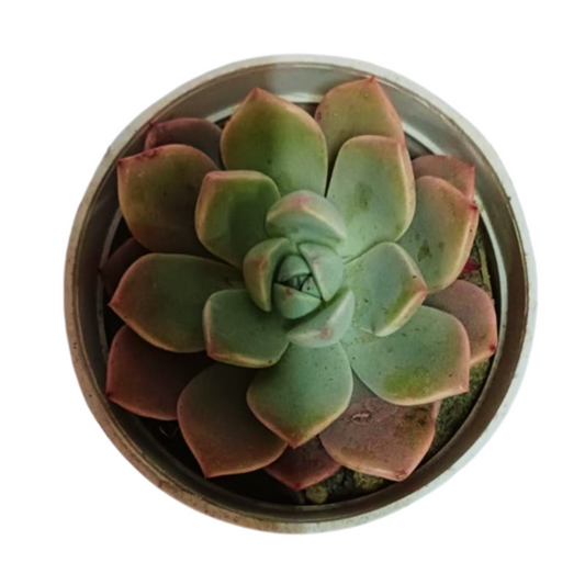 Online shopping: Purchase Echeveria Pallida for elegant succulent beauty, Buy Echeveria Pallida plant online to enhance your succulent garden, Order a stunning Echeveria Pallida online to add unique charm to your indoor space, Add a touch of sophistication with a purchased Echeveria Pallida plant for your home