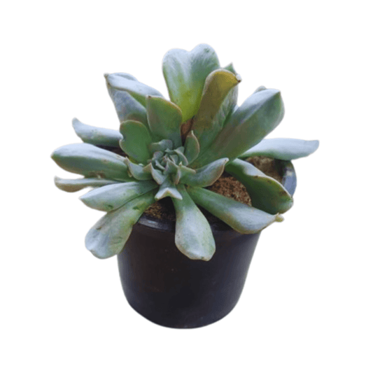 Echeveria Runyonii