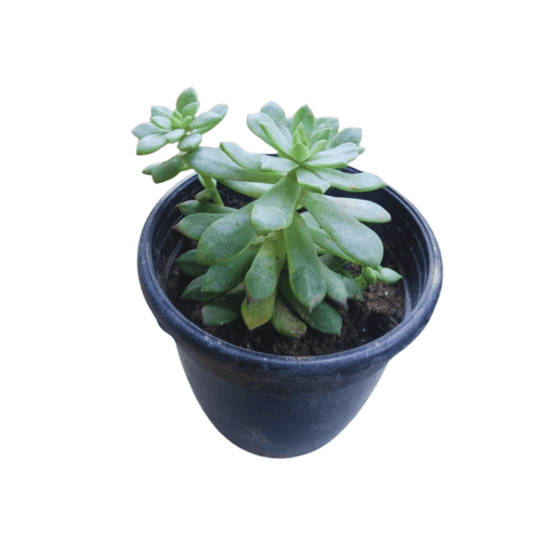 Echeveria Setosa Succulent Plant