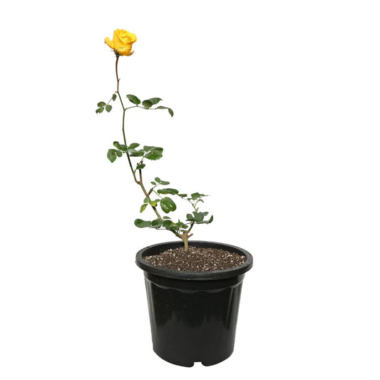English Rose with Pot
