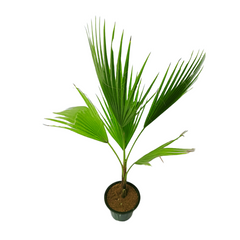 Mexican Fan Palm Tree / Washingtonia Plant