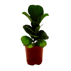 5 Best Air Purifying Plants Combo - Dieffenbachia, Petra Croton, Ficus Lyrata , Aglaonema, Peperomia