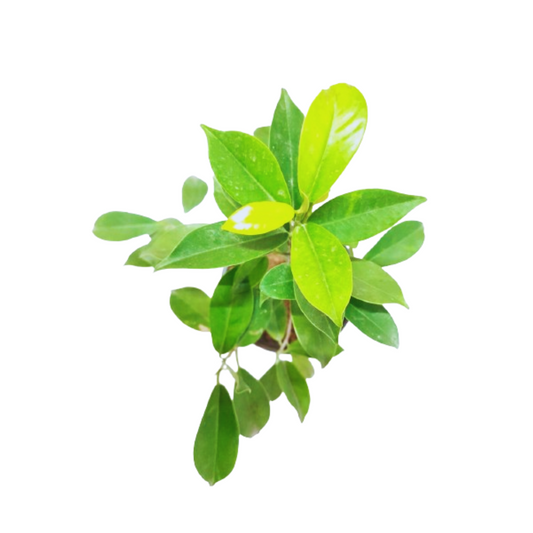 Buy Panda Fig tree for indoor charm online, Ficus Panda available for online purchase, Order your Panda Fig plant for home delivery, Online store - Ficus Panda plant for sale