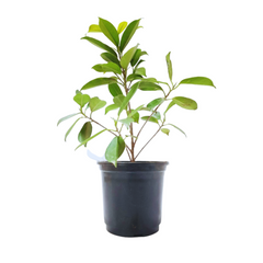 Buy Ficus Panda plant online - unique and charming, Purchase Panda Fig online for distinctive greenery, Ficus Panda for sale - order your plant online, Online shopping for Ficus Panda - adorable foliage