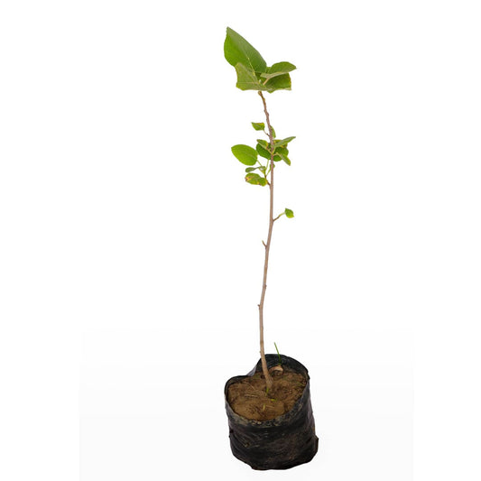 Anjeer Plant / Fig Tree
