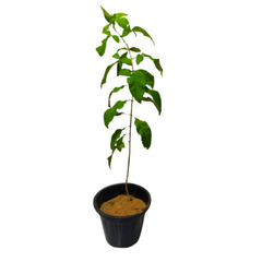 Buy Gauri Chauri Plant online - unique and charming greenery, Purchase exotic Gauri Chauri Plant for your garden, Online shopping for Gauri Chauri Plant - vibrant and elegant foliage, Order Gauri Chauri Plant for a touch of natural beauty