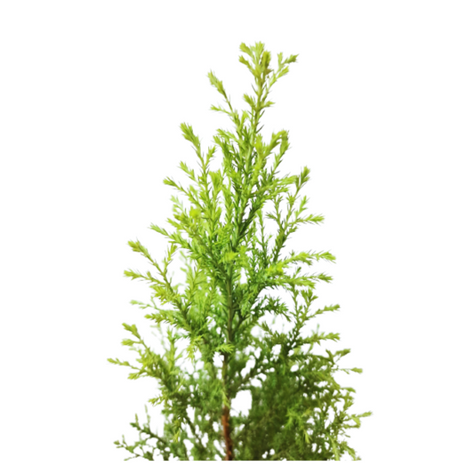 Golden Hinoki Cypress Available for Order, Golden-Foliaged Cypress Tree Online, Acquire Your Own Golden Cypress Plant, Golden Cypress Varieties for Sale