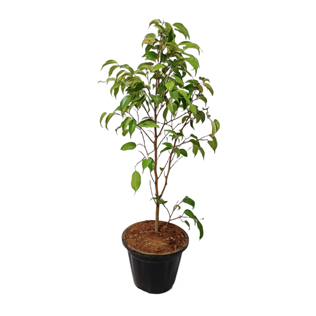 Ficus Golden Plant for Sale Online, Purchase Ficus Elastica 'Golden' for Your Home, Buy Ficus Golden Rubber Tree Online