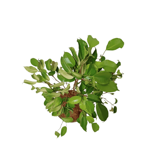 Golden Variegated Ficus Available for Order, Online Shopping: Ficus Golden Houseplant, Ficus Elastica 'Tineke' for Sale