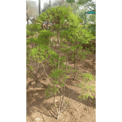 Golden Bottle Brush - Tapori Plant