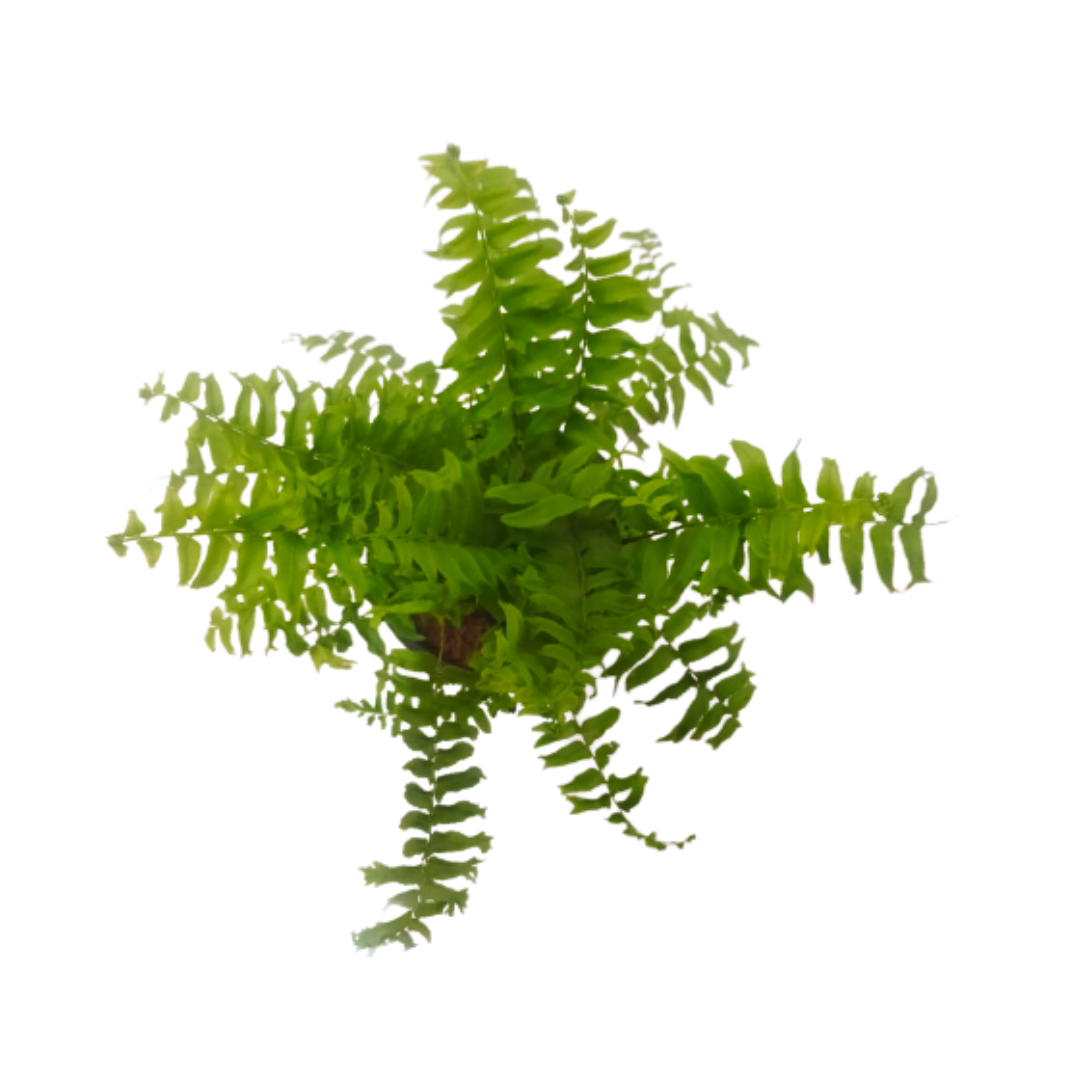 Fern Plant – Gora Species – Online Purchase, Gora Fern – Shop Online for Your Greenery, Unique Gora Fern for Sale – Perfect for Home Gardens, Gora Fern Selection – Available for Online Buying