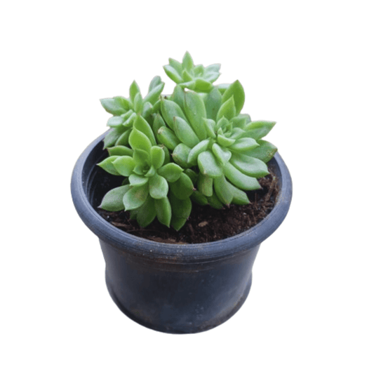 Buy Graptopetalum Macdougalli - Succulent Live Nursery Plant โ Flower plant online at Limkrt India