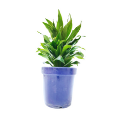 Buy Green Compactor Hawaiian Plant Online – Unique Foliage, Online Shopping: Green Compactor Hawaiian Variety, Purchase Exotic Hawaiian Plant for Your Collection, Green Compactor Hawaiian – Shop Online for Your Garden