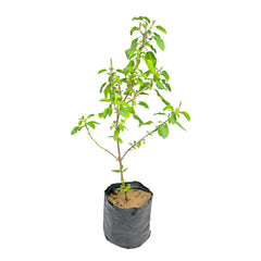 Rama Tulsi - Green Tulsi