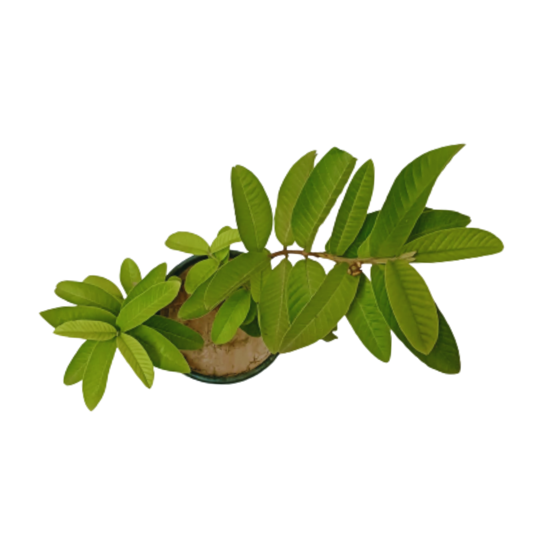 Buy guava plants online: High-quality varieties for home cultivation and orchards, Purchase guava saplings online: Choose from disease-resistant, thriving specimens, Order guava plants for delivery: Enhance your garden with our top-grade selections