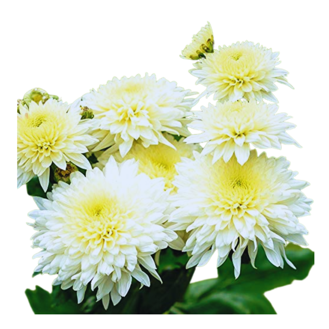 Chrysanthemum Blossoms: A garden delight