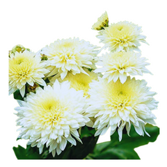 Chrysanthemum Blossoms: A garden delight